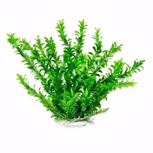 Aqua Plant Anacharis Green 6"