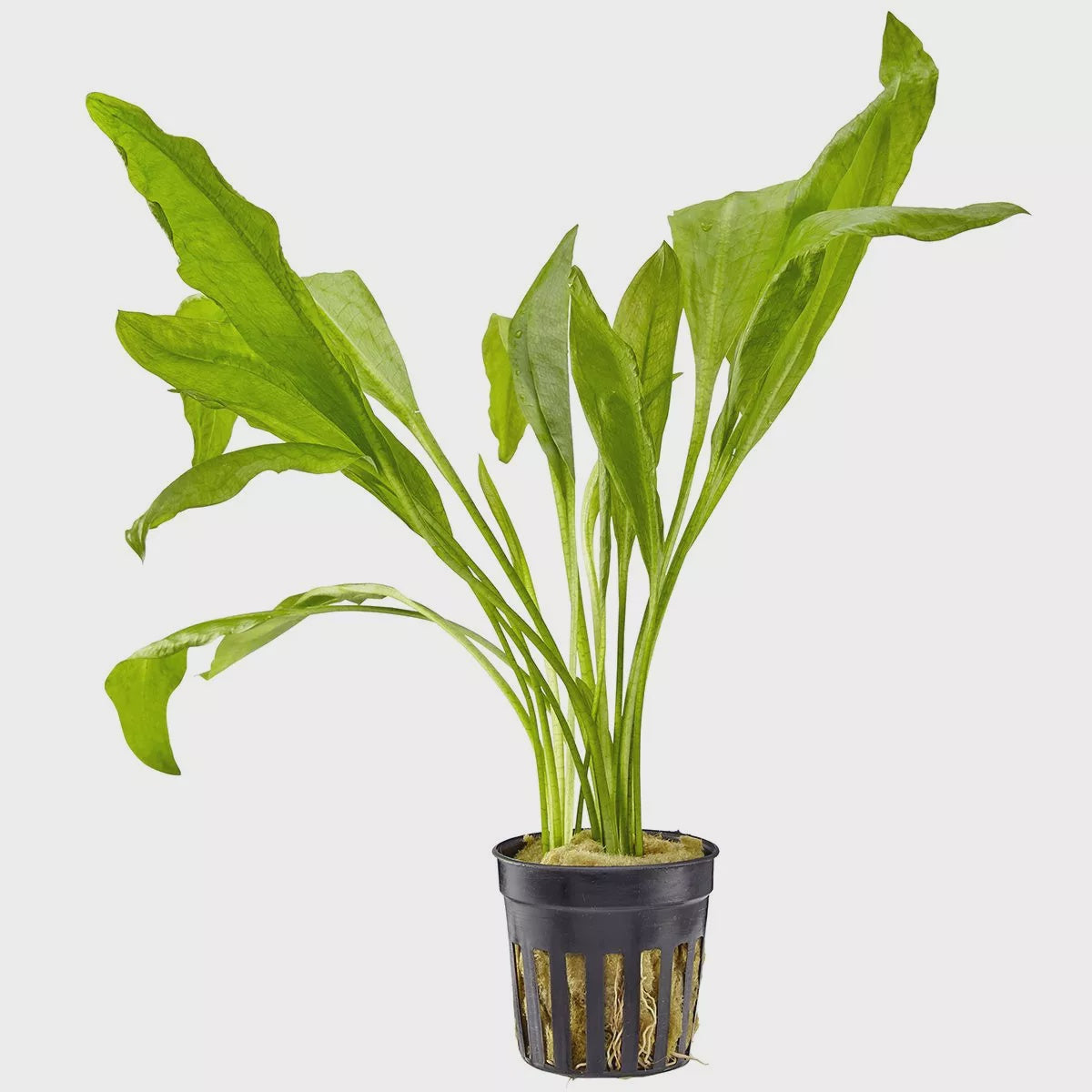 LP Amazon Sword - Medium Live Plant