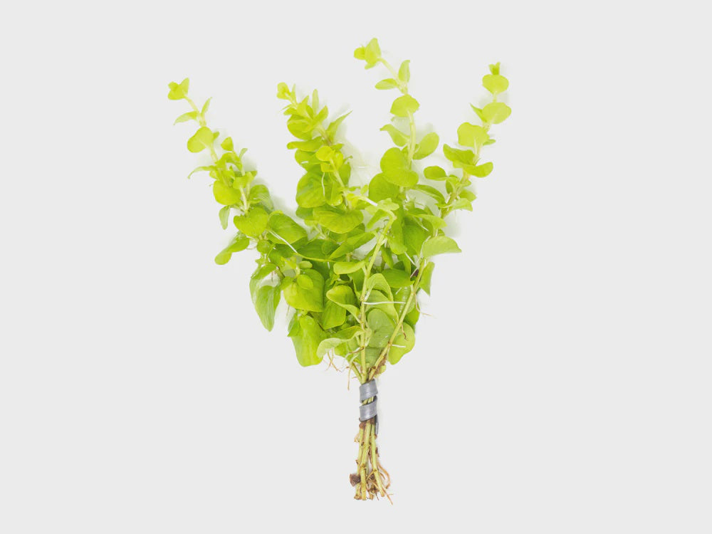 LP Lloydiella - Golden Live Plant