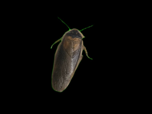 Dubia Cockroach Small
