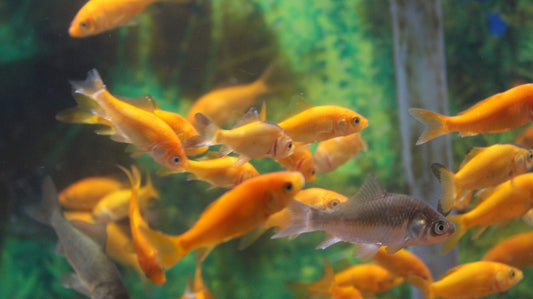 Small Feeder Goldfish