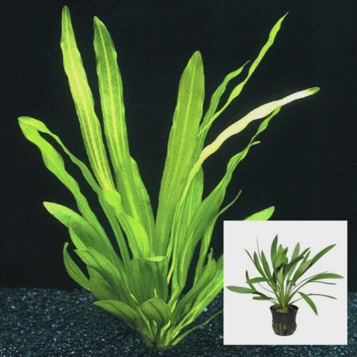 LP Uruguayensis Sword Live Plant