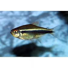 Tetra Black Diamond Neon