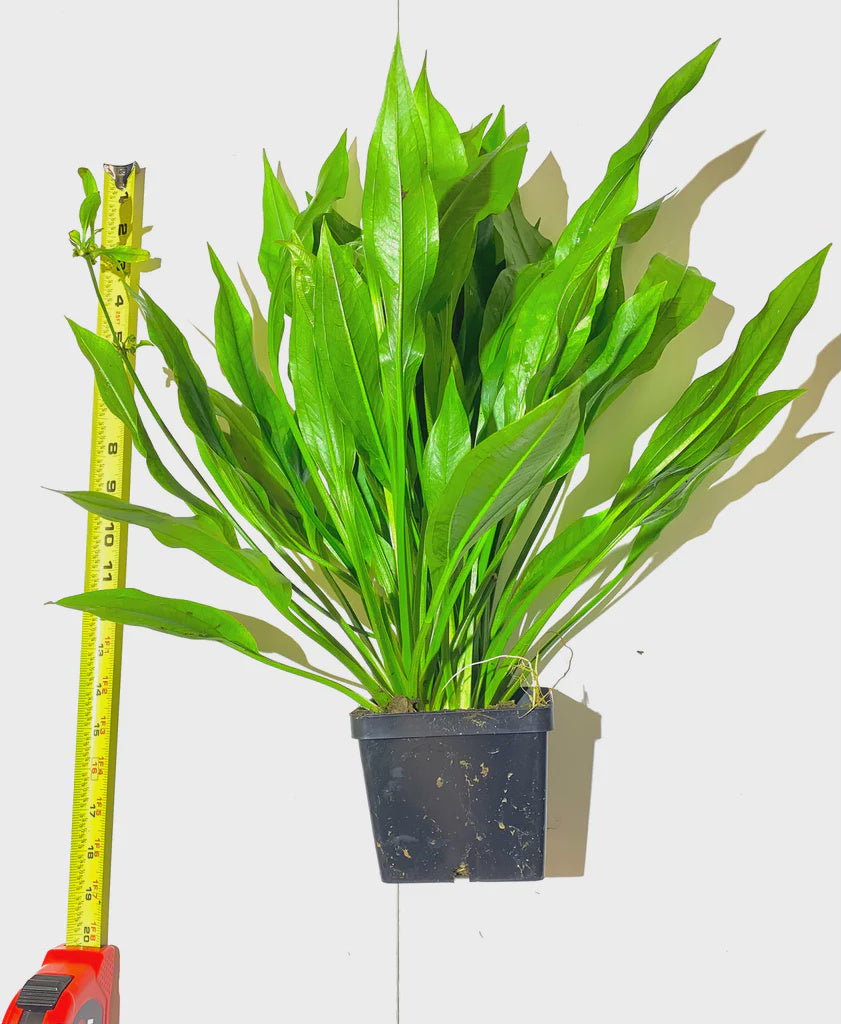 LP Amazon Sword - Mother Plant Live Plant