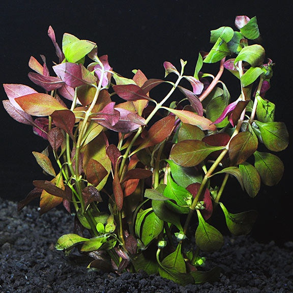 LP Ludwigia - Broadleaf Live Plant