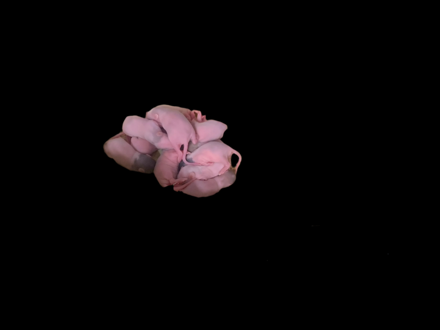 Rat Pinky