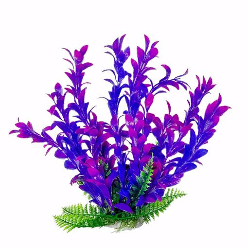 Aqua Plant Hygro Purple 6"