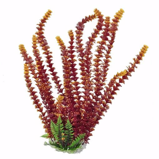 Aqua Plant Cabomba Fire 20"