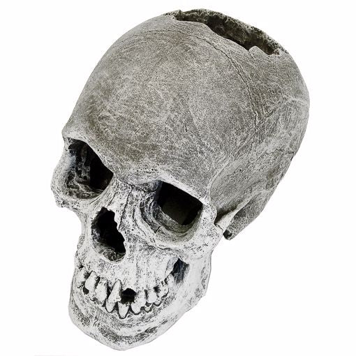 Exotic Human Skull  Ornament - 6"