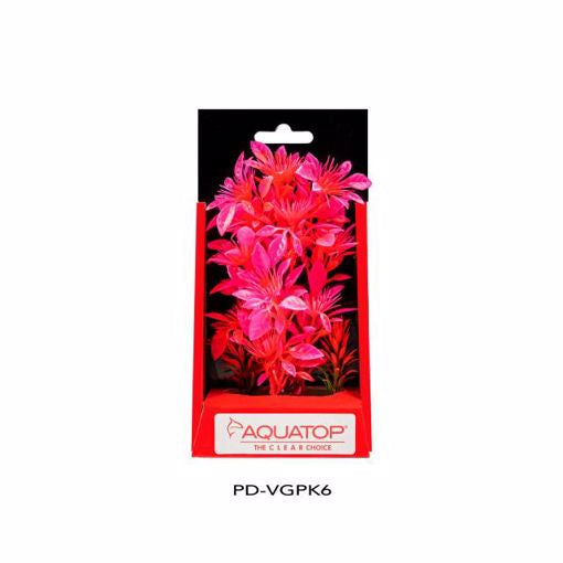 AQT Garden Pink Plant 6"
