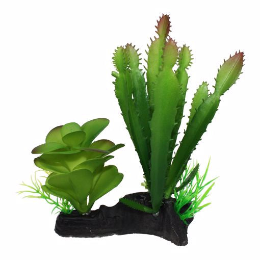 Komodo Living Natural Plant -  Cactus