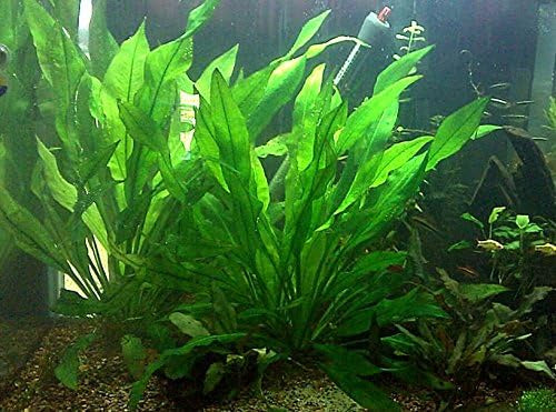 LP Amazon Sword - Large Live Plant