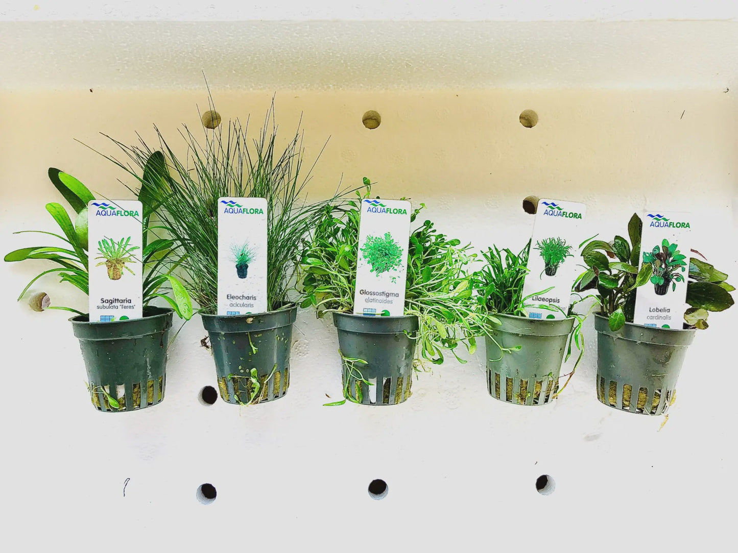 LP Asst. Potted Live Plant