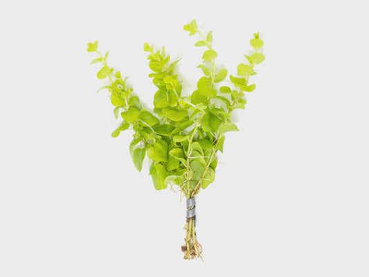 LP Lloydiella  - Golden Live Plant