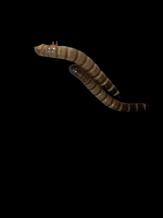Giant Mealworms 50 ct