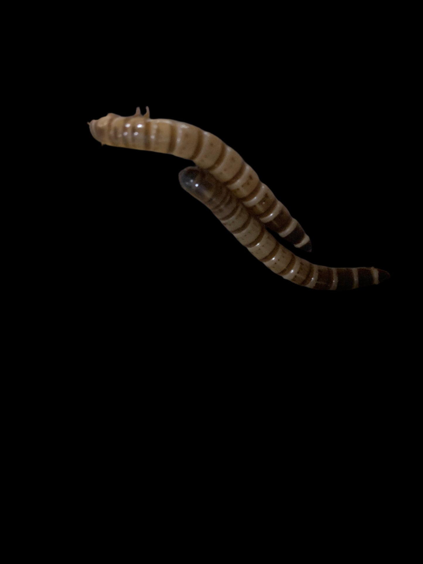 Mealworm 50 Ct