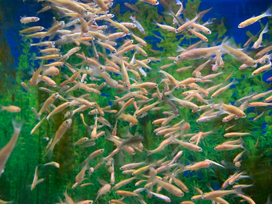 Rosy Feeder Minnows