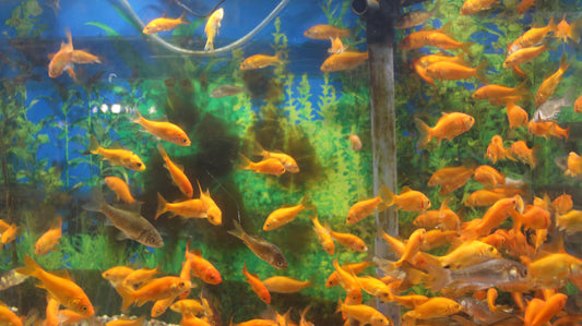 Small Feeder Goldfish