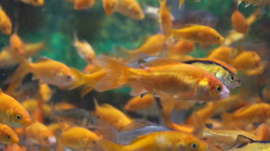 Medium Feeder Goldfish