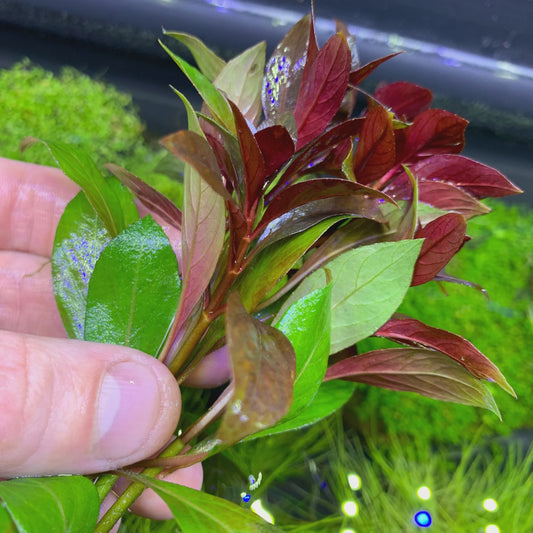 LP Ludwigia - Dark Red Live Plant