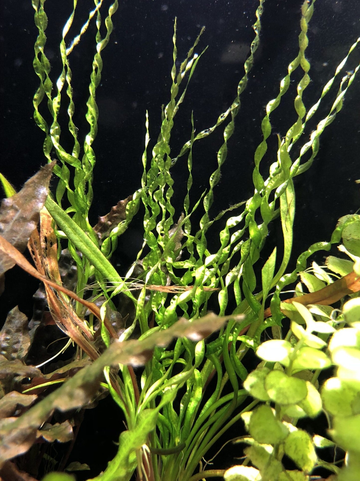 LP Vesuvius Sword Live Plant