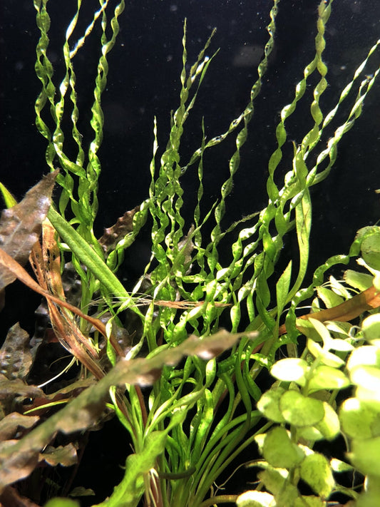 LP Vesuvius Sword Live Plant