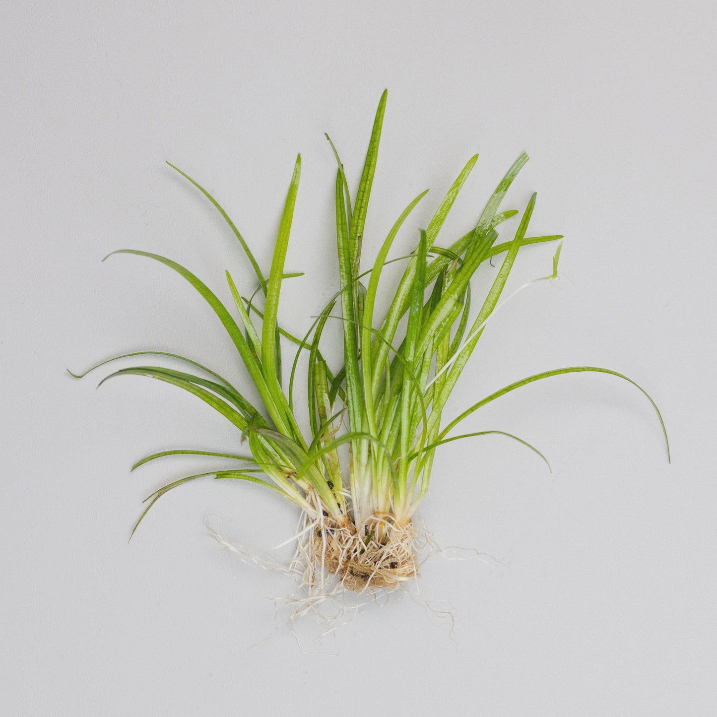 LP Dwarf Sagitaria - Dwarf Live Plant