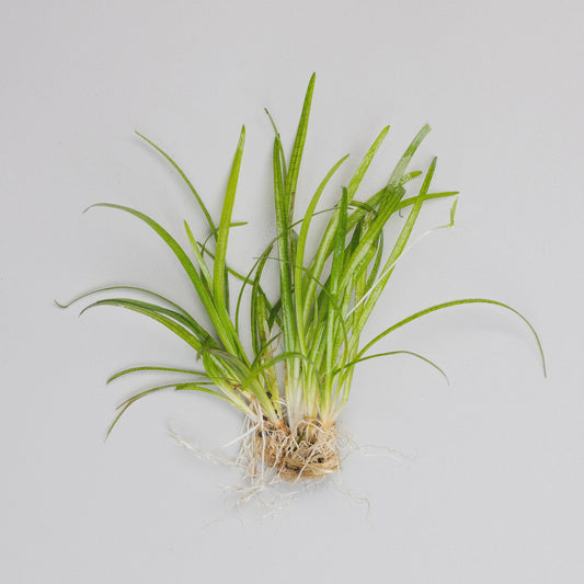 LP Dwarf Sagitaria - Dwarf Live Plant