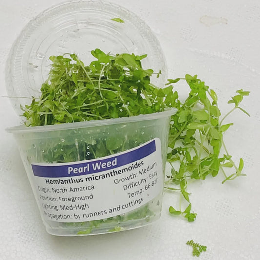 LP Pearl Weed Potted Live Plant