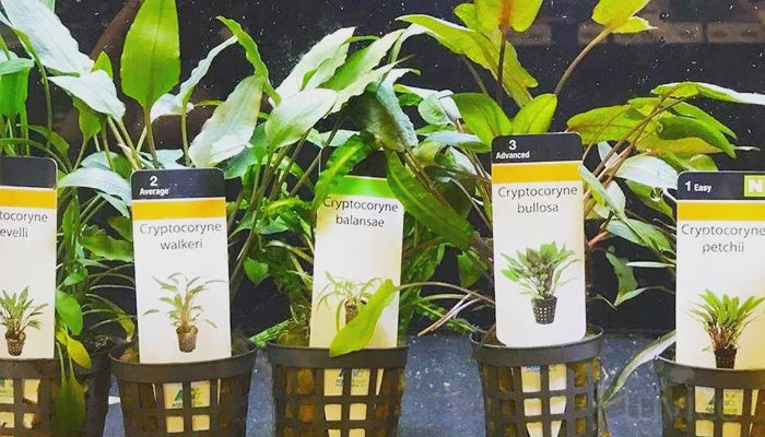 LP Crypts Live Plant