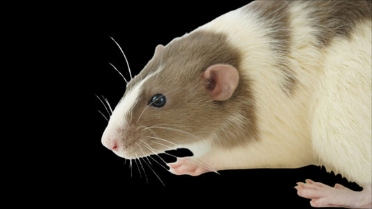 Small Rat