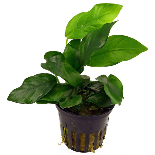 LP Anubias Barteri Live Plant