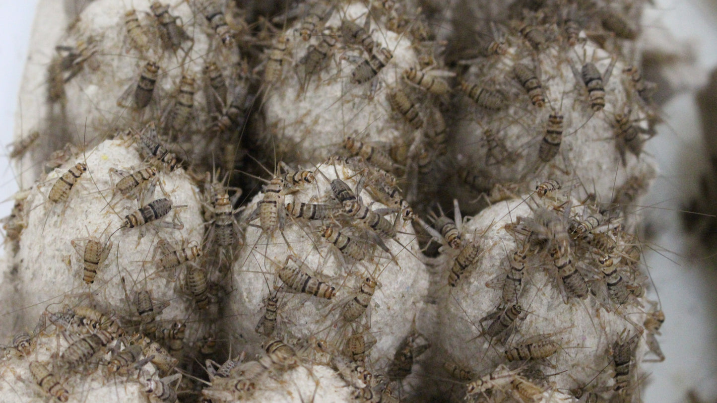 Crickets Large