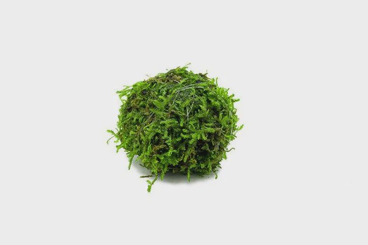 LP Moss Ball Live Plant
