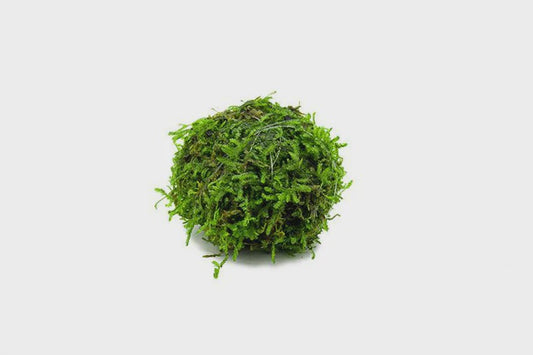 LP Moss Ball Live Plant