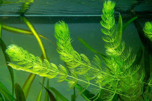 LP Hornwort Live Plant