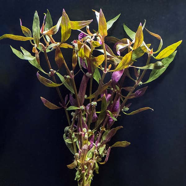 LP Telanthera Live Plant