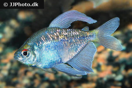 Tetra Blue Diamond