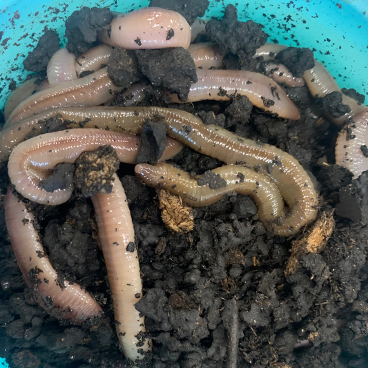 Super Worms