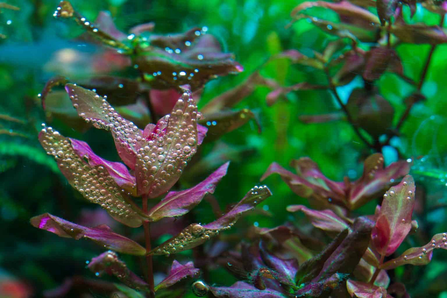 LP Rotala Macrandra Live Plant