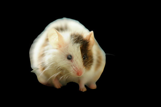 Feeder Mouse Adult